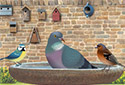 Happy Bird-Day!