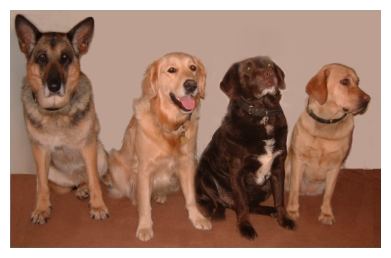 chocolate labrador with white chest