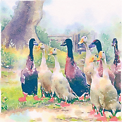 Indian Runner ducks